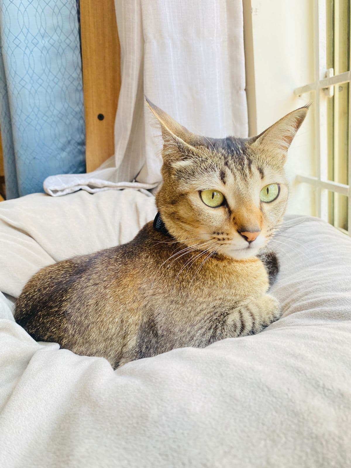 Millie (Cat) at Sitting