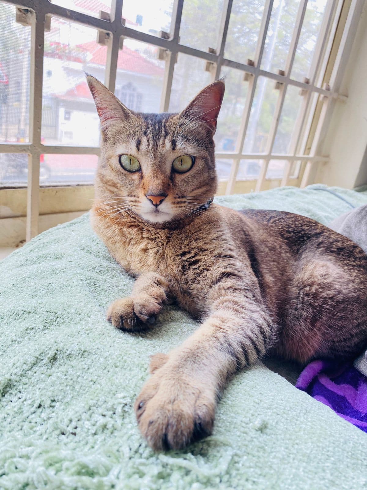 Millie (Cat) at Sitting