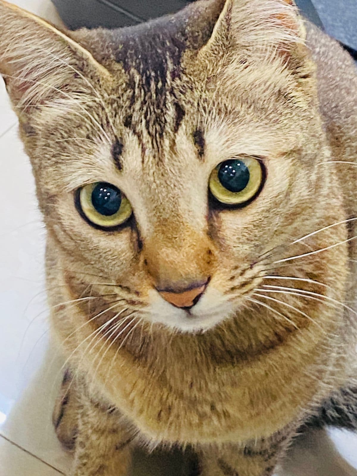 Millie (Cat) at Sitting