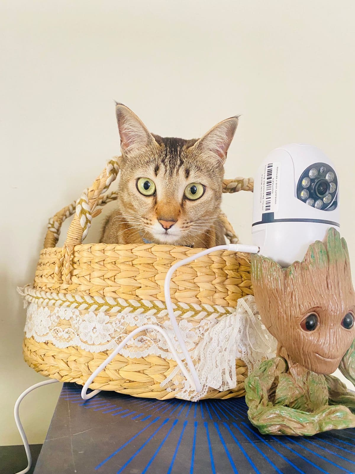 Millie (Cat) at Sitting