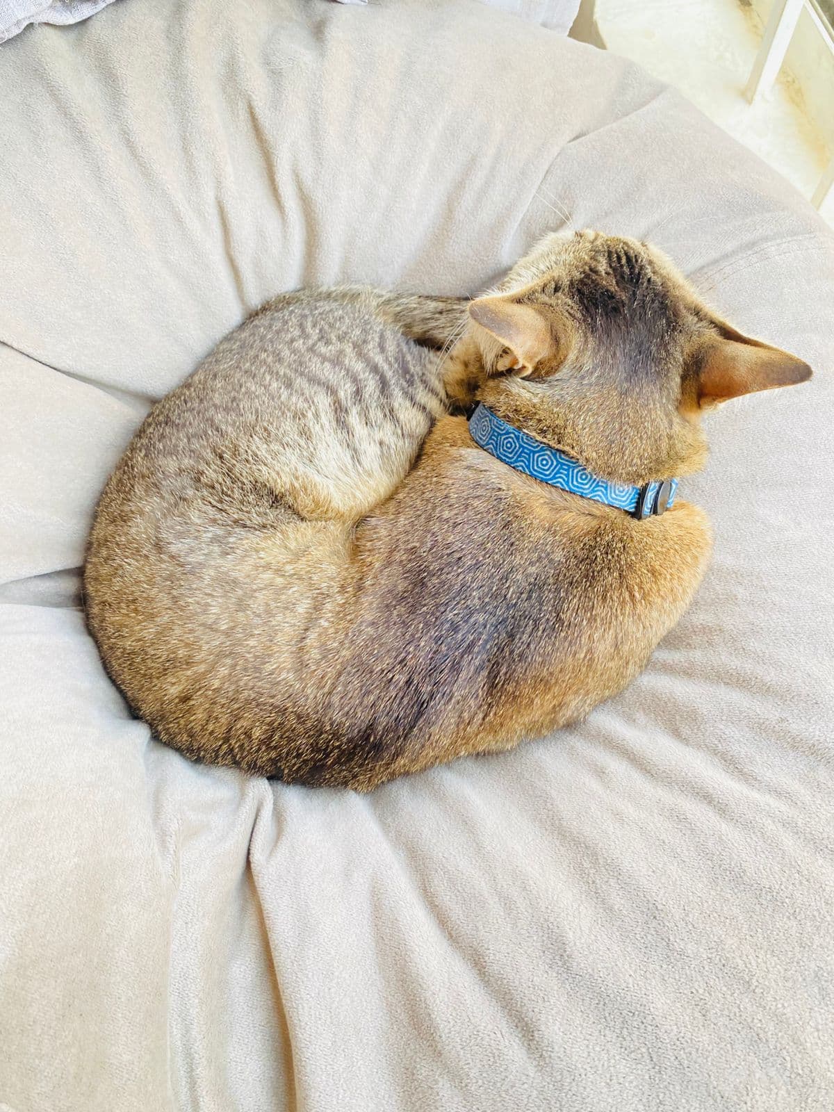 Millie (Cat) at Sitting