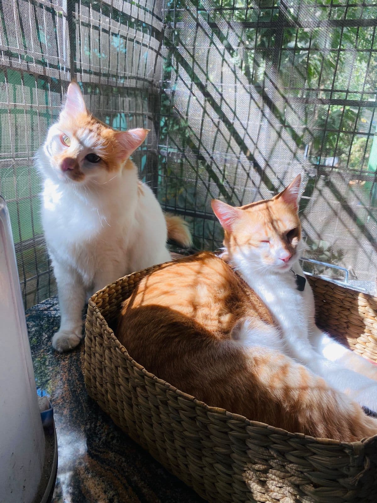 2 Indoor Cats at Sitting