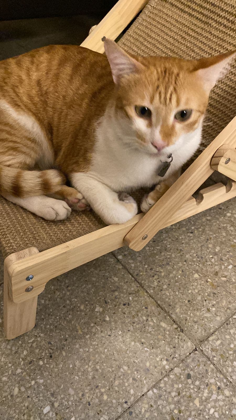 2 Indoor Cats at Sitting